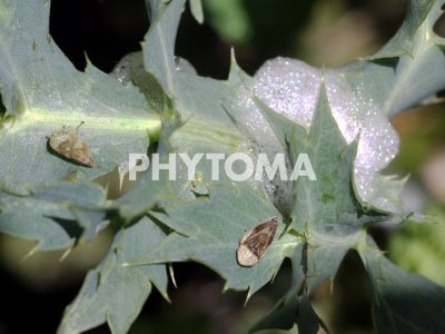 Xylella fastidiosa